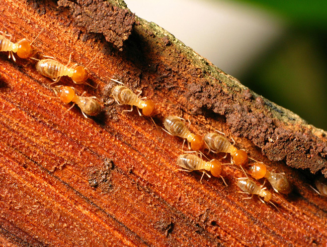 termite